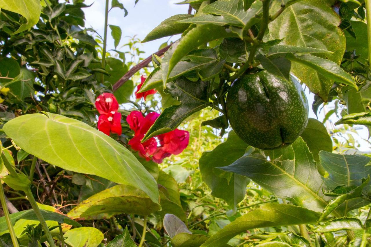 Bodega Goyo Apartment Puntallana Ngoại thất bức ảnh